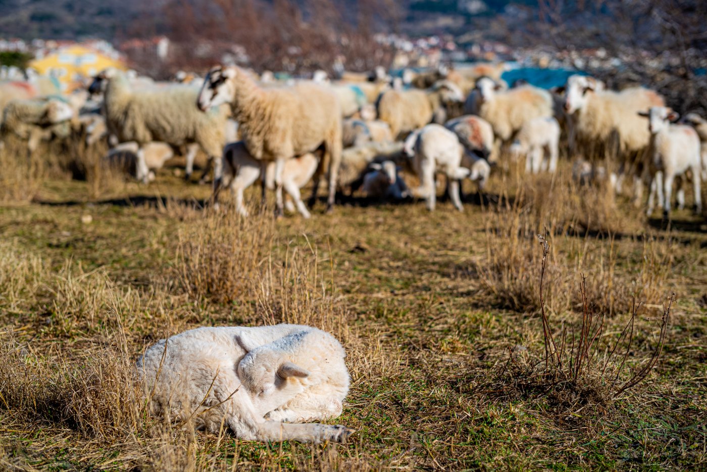 9. POSTAVLJANJE AUSTRALSKIH REŠETKI NA RUBNIM GRADSKIM PODRUČJIMA